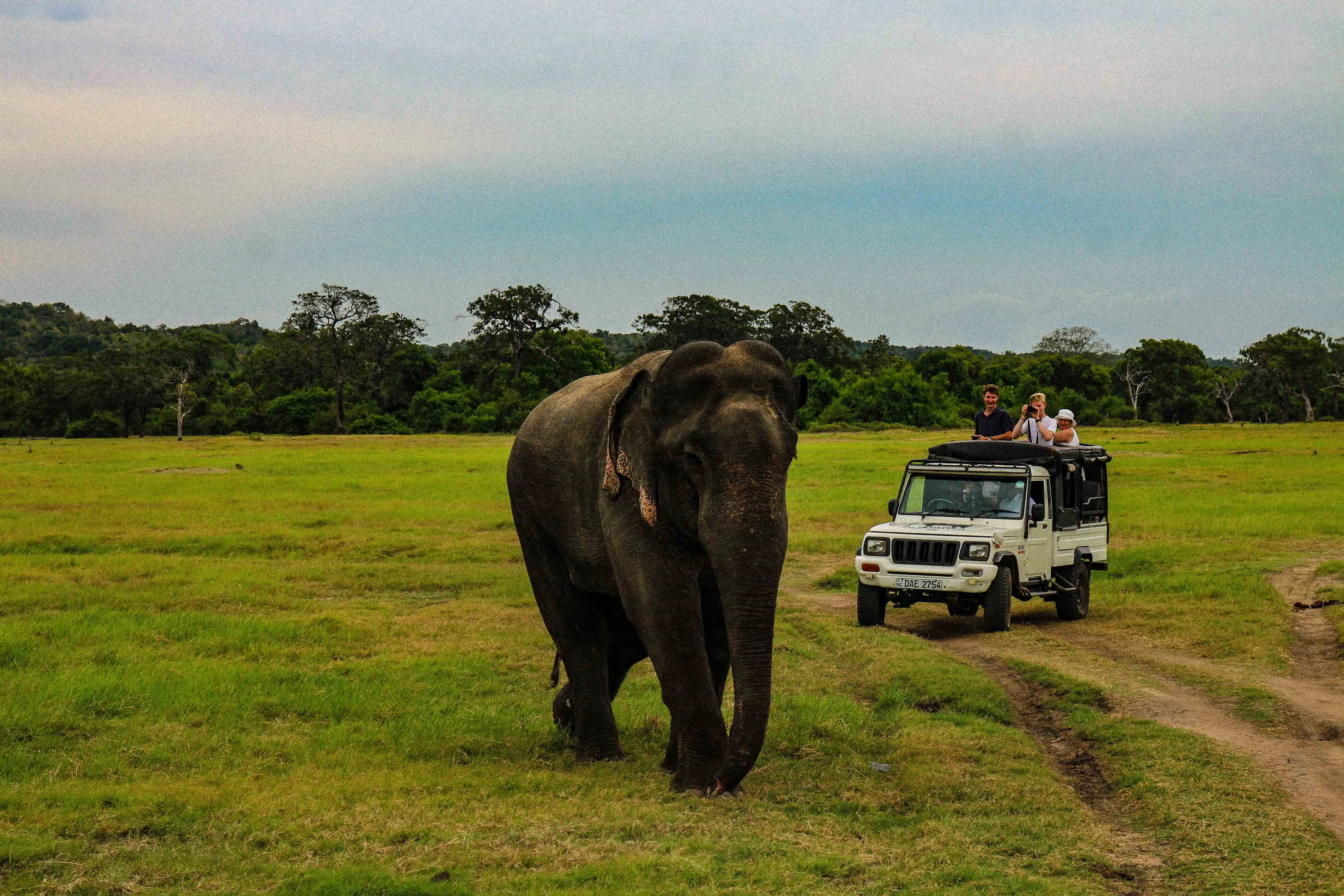 Minneriya Sri Lanka Wildlife Safari